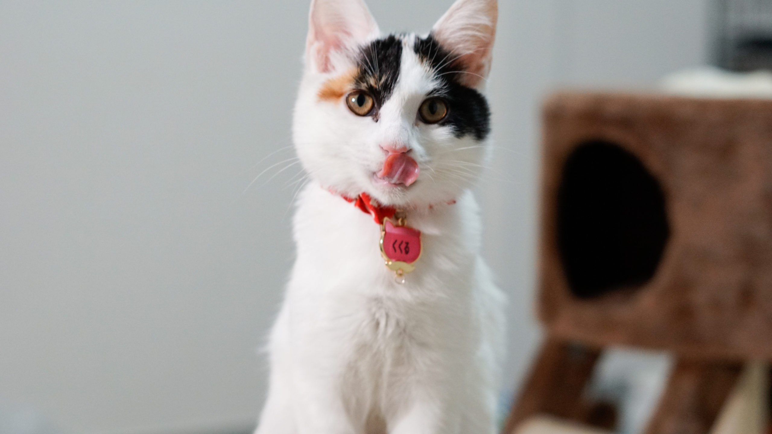 和風美猫 -白三毛猫のくくる お気楽人生 Kukuru Cat Life YouTube